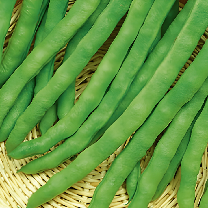 Stangbønne Terli 100g frø (Phaseolus vulgaris) – etårig grøntsag