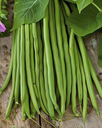 Buskbønne Nautica 100g frø (Phaseolus vulgaris) – etårig grøntsag
