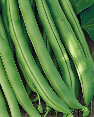 Buskbønner Kylian 50g frø (Phaseolus vulgaris) – etårig grøntsag