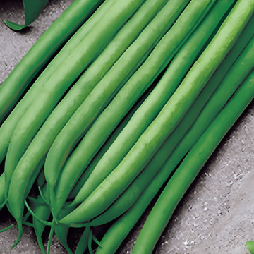 Dwarf Bean Argus 50g seeds (Phaseolus vulgaris) – annual vegetable