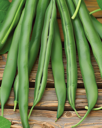 Buskbønne Domino frø (Phaseolus vulgaris) – etårig grøntsag