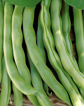 Dværgbønnefrø Record Phaseolus vulgaris etårig 100g