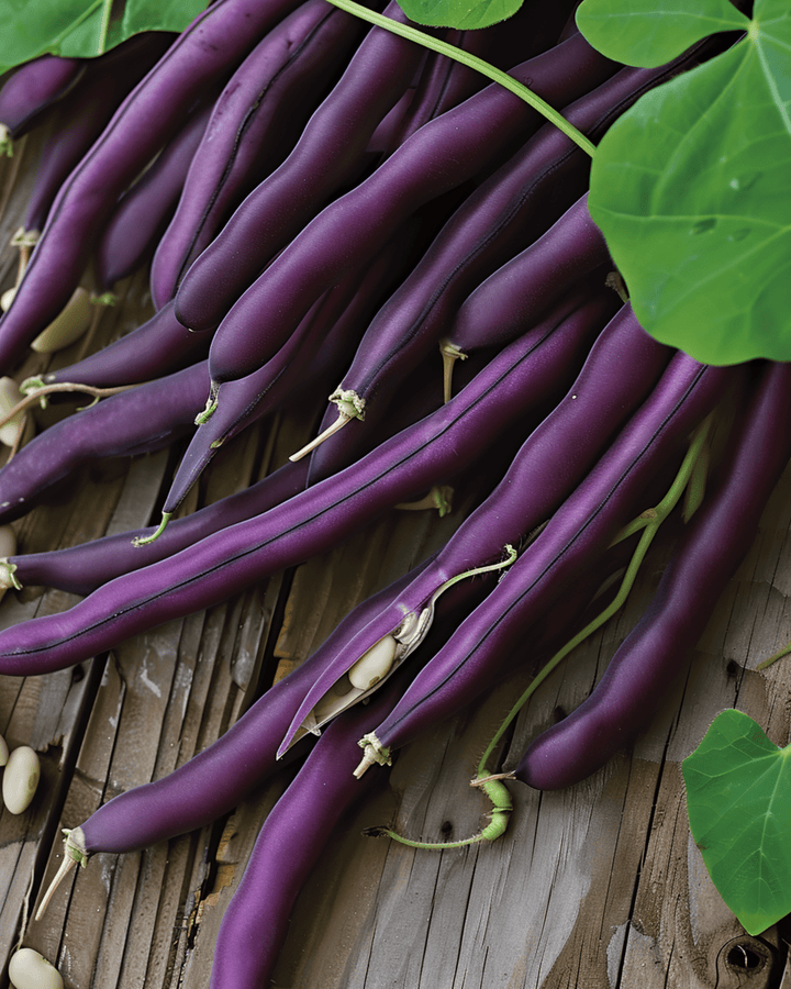 Dværgbønne Purple Queen frø (Phaseolus vulgaris) – etårig grøntsag