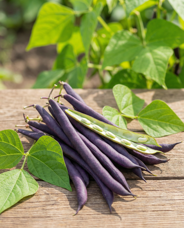Buskbønne Purple Queen (Phaseolus vulgaris) – frø til etårige grøntsager fra SeedsChoice