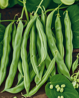 Buskbønnefrø Processor Phaseolus Vulgaris Etårig Sort 100g