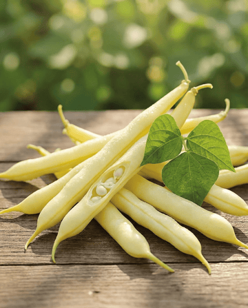 Buskbønner Gondola 100g (Phaseolus vulgaris) – frø til etårigt grønsag fra SeedsChoice