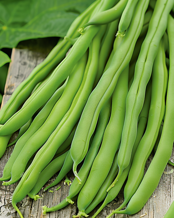 Buskbønne Opera frø (Phaseolus vulgaris) – etårig grøntsag