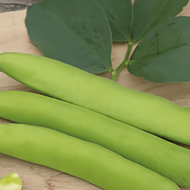Hestebønnefrø Threefold White Vicia Faba etårig sort 100g