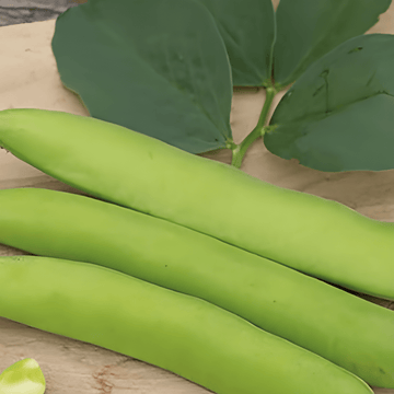 Hestebønne Threefold White 100g frø (Vicia faba) – årlig grøntsag