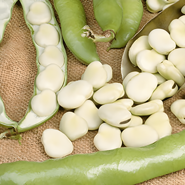 Hestebønne Leidse Hangers frø (Vicia faba) – enårig grøntsag