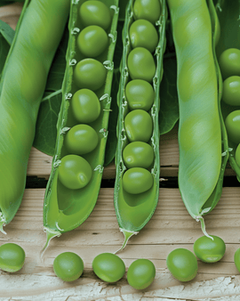 Peas Seeds Vidor Pisum Sativum Annual Variety 100g
