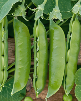 Ærtefrø Prince Albert Pisum sativum etårig sort 100g
