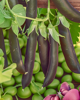Ærtefrø Ezethas Krombek Blauwschok Pisum sativum etårig