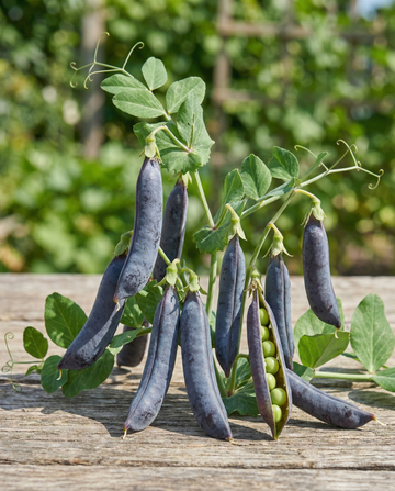 Ærter Ezethas Krombek Blauwschok (Pisum sativum) – etårige grøntsagsfrø fra SeedsChoice