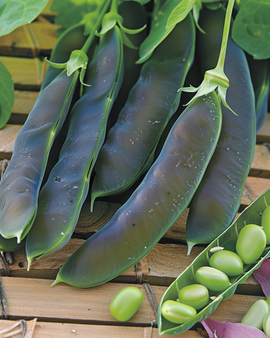 Ærter Désirée frø Pisum sativum etårig 100g