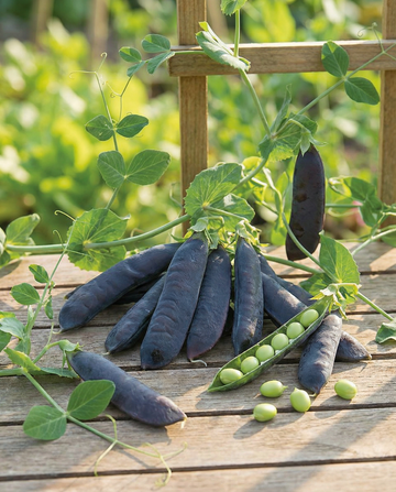 Ærter Désirée 100g (Pisum sativum) – etårige grøntsagsfrø fra SeedsChoice