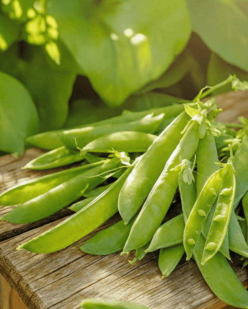 Sukkerært Norli (Pisum sativum) – etårige grøntsagsfrø fra SeedsChoice