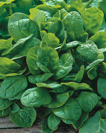 Spinach Breedblad Scherpzaad seeds (Spinacia oleracea) – annual vegetable