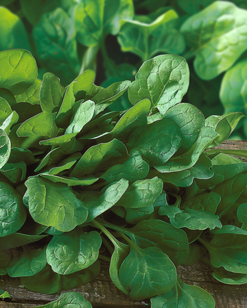 Spinatfrø Breedblad Scherpzaad Broad Leaf (Spinacia oleracea) – etårig grøntsag