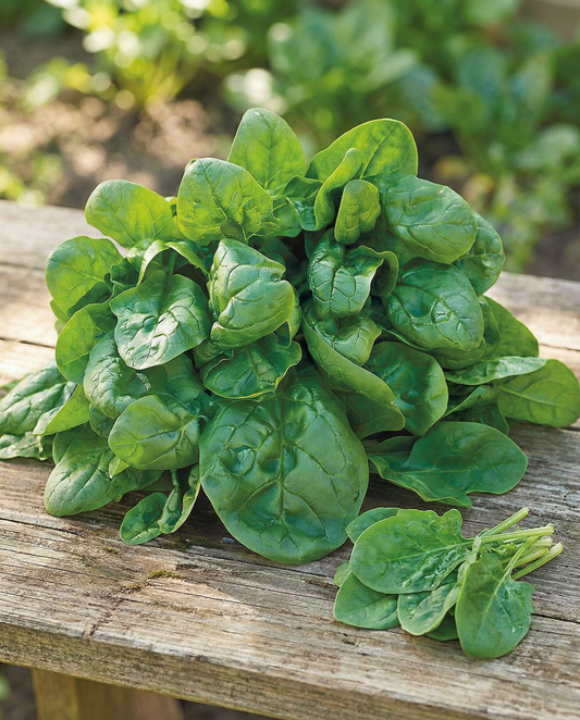 Spinach Securo 50g (Spinacia oleracea) – annual vegetable seeds from SeedsChoice