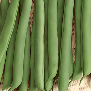 Buskbønne Prelude frø (Phaseolus vulgaris) – etårig grøntsag