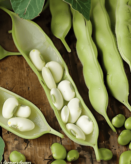 Hestebønnefrø Leidse Hangers Vicia Faba etårig 250g