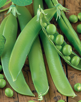 Kelvedon Wonder ærtefrø Pisum Sativum ettårig 250g