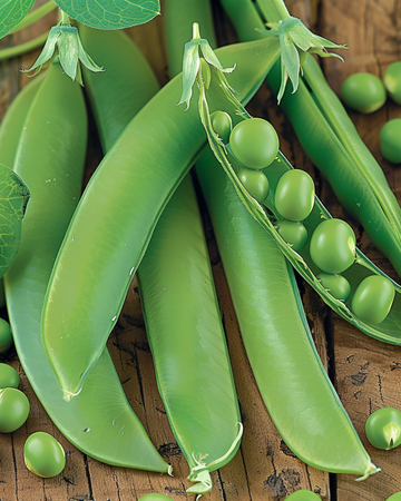Kelvedon Wonder ærtefrø 250g (Pisum sativum) – ettårig grøntsag