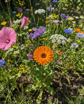 Vildblomsterfrø blanding økologisk etårig blomsterblanding 2g pakke