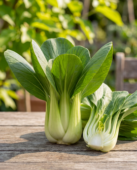 Pak Choi frø Bopak F1 Brassica rapa enårig