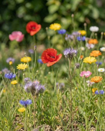 Mariehøne blanding 25 M2 scatter box frø – etårig blomst