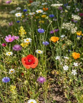 Flowers For Ladybirds Seeds Annual Mix 15m2 Pack