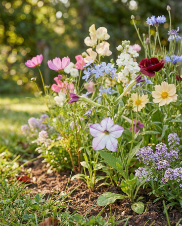 Duftende blanding 15 sorter, pakke til 1 m2 – etårige blomsterfrø fra SeedsChoice