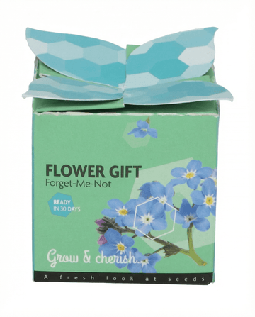 Myosotis alpestris – forglemmigej Terracotta Pot 0.1g dyrket fra frø