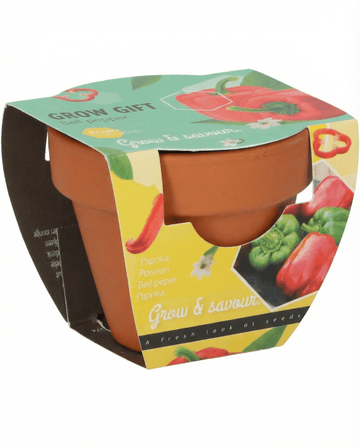 Capsicum annuum – Peberfrugt i terrakottakrukke dyrket fra frø