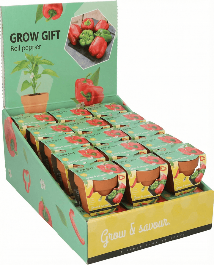 Bell Pepper Terracotta Pot seeds (Capsicum annuum) – grow kit