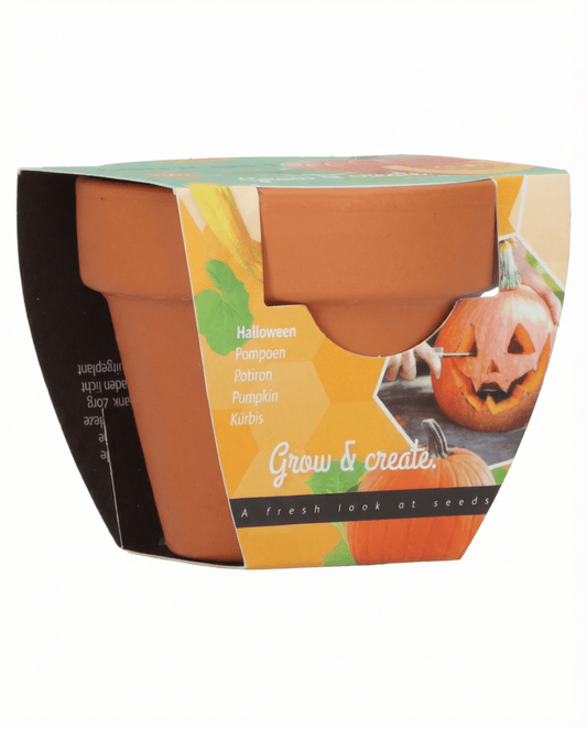 Halloween-græskar (Cucurbita pepo) – dyrkningssæt med frø fra SeedsChoice