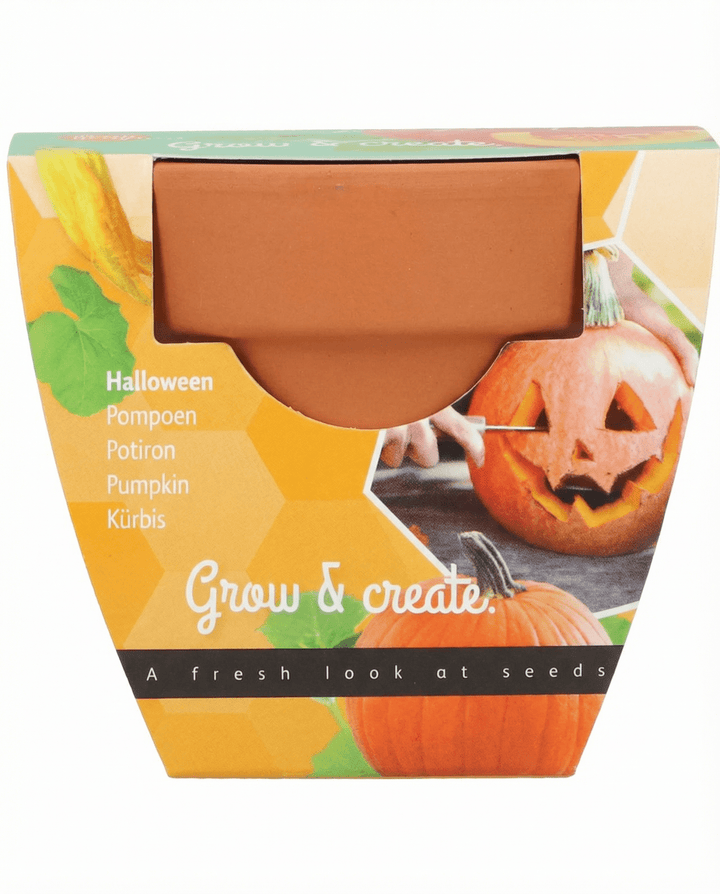 Halloween-græskarfrø (Cucurbita pepo) – dyrkningssæt
