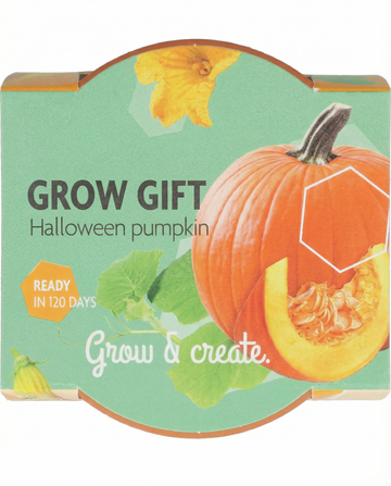 Cucurbita pepo – Halloween-graeskar dyrket fra frø