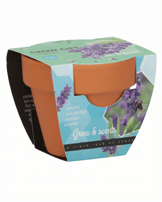 Lavendel (Lavandula angustifolia) – dyrkningssæt med frø til flerårig urt fra SeedsChoice