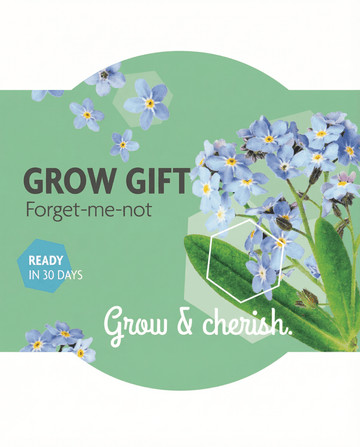 Myosotis alpestris – forglemmigej dyrket fra frø