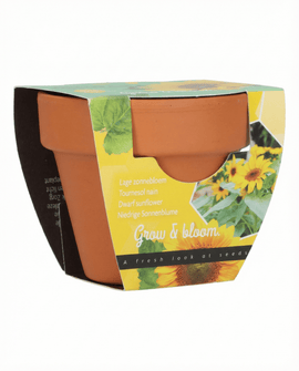 Dwarf Sunflower Seeds Helianthus Annuus Grow Gift Kit Terracotta Pot