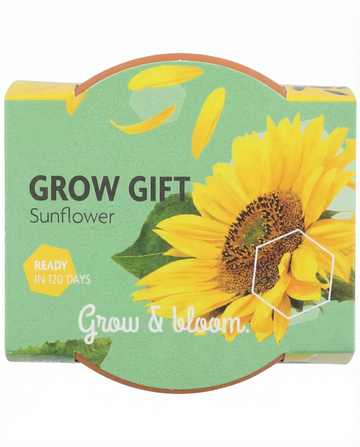 Dwarf Sunflower Gift Terracotta Pot seeds – grow kit from SeedsChoice