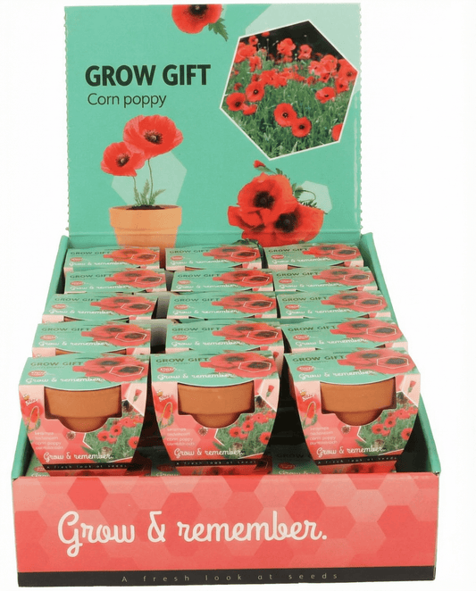 Kornvalmue terracottapotte (Papaver rhoeas) – etårigt dyrkningssæt fra SeedsChoice
