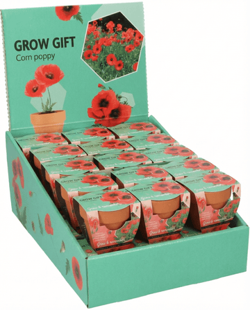 Papaver rhoeas – Terracottapotte dyrket fra frø