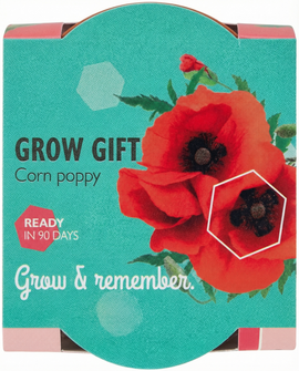 Corn Poppy Seeds Papaver Rhoeas Annual Flower Kit Terracotta Pot