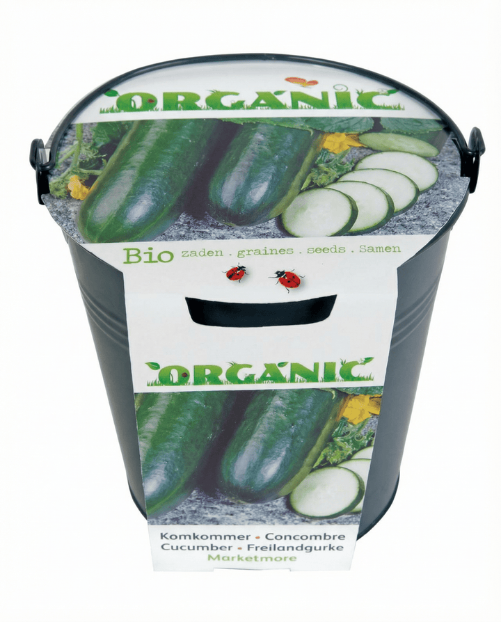 Cucumber Marketmore seeds (Cucumis sativus) – organic vegetable