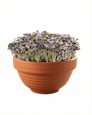Brassica japonica – Red Mizuna Microgreens Terracotta Vegetables grown from seed