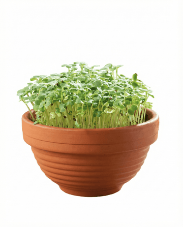Tatsoi microgreens terracottaskål frø – dyrkningssæt fra SeedsChoice