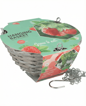 Fragaria × ananassa – hængende kurv jordbær Temptation dyrket fra frø